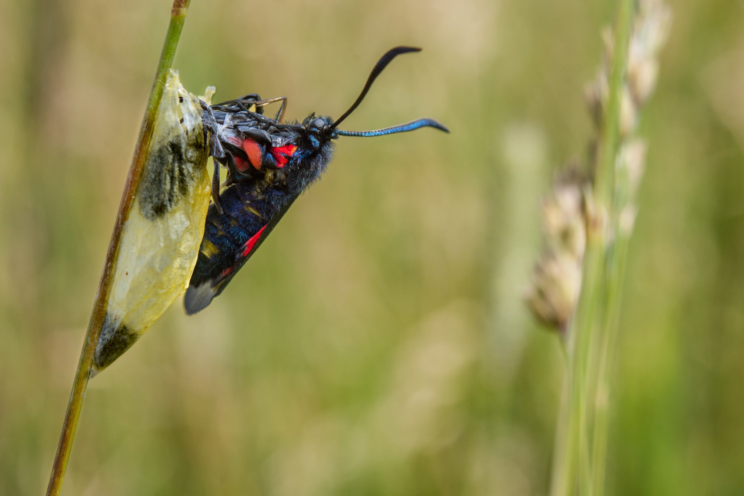 Bastardsvärmare vid puppa på strå