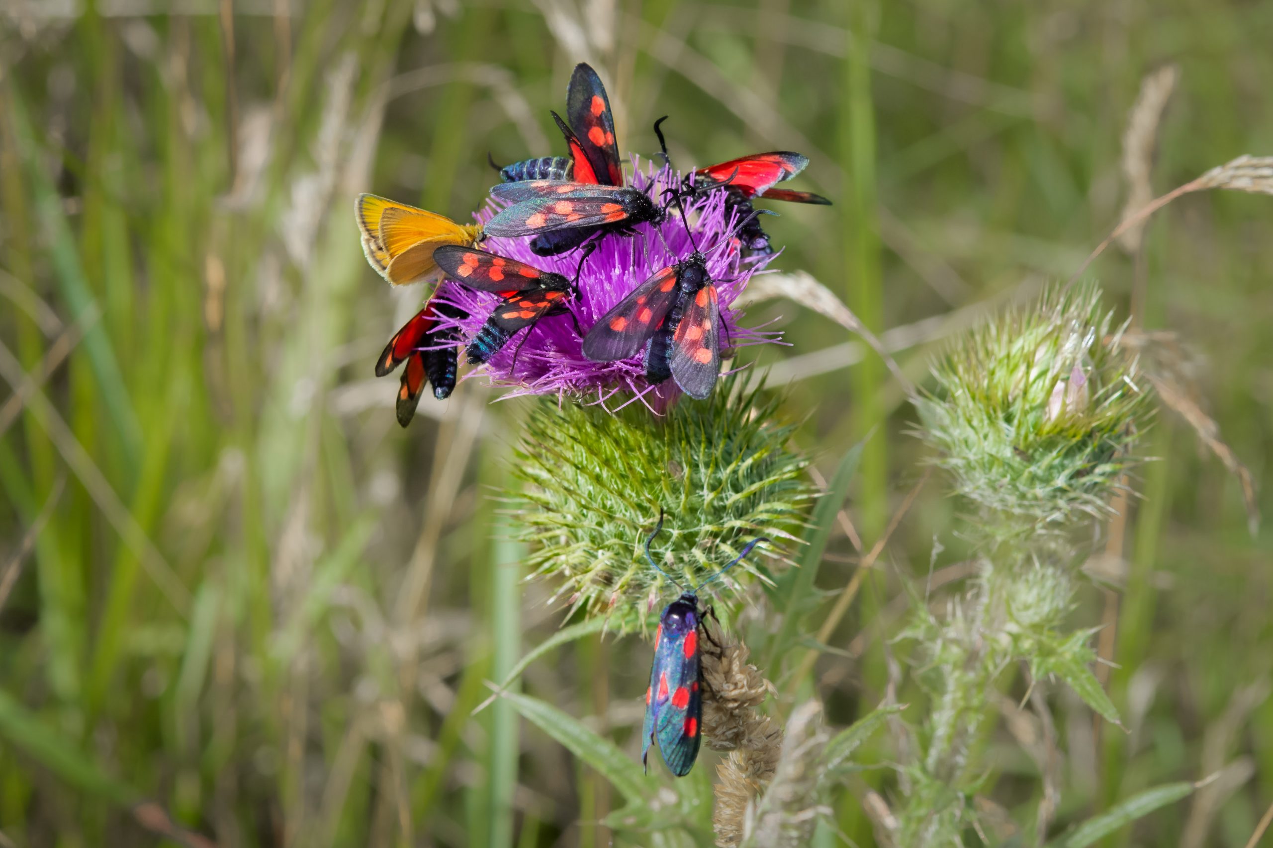Bastardsvärmare, bredbrämad & sexfläckig