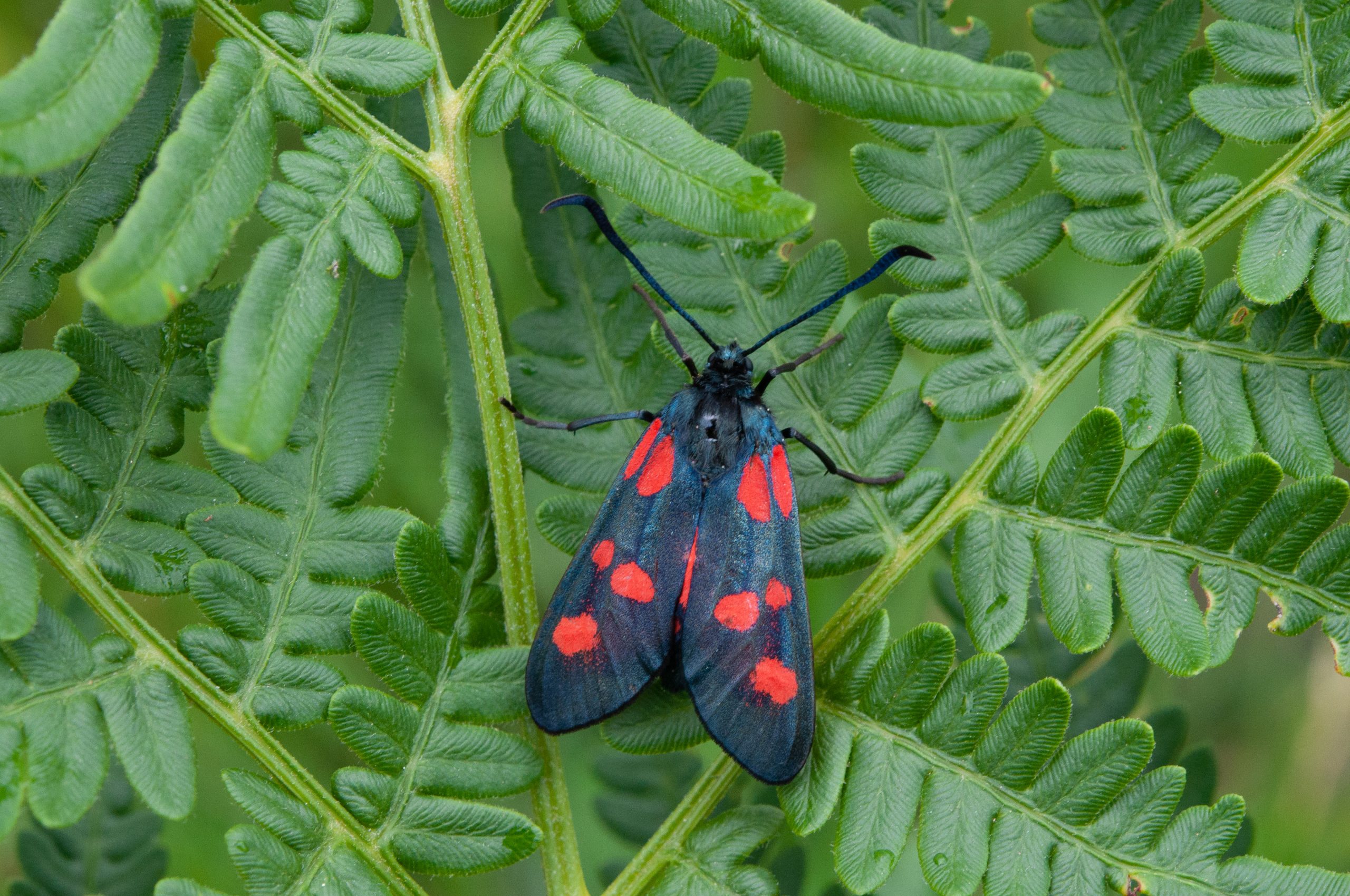 Bastardsvärmare, bredbrämad på ormbunke