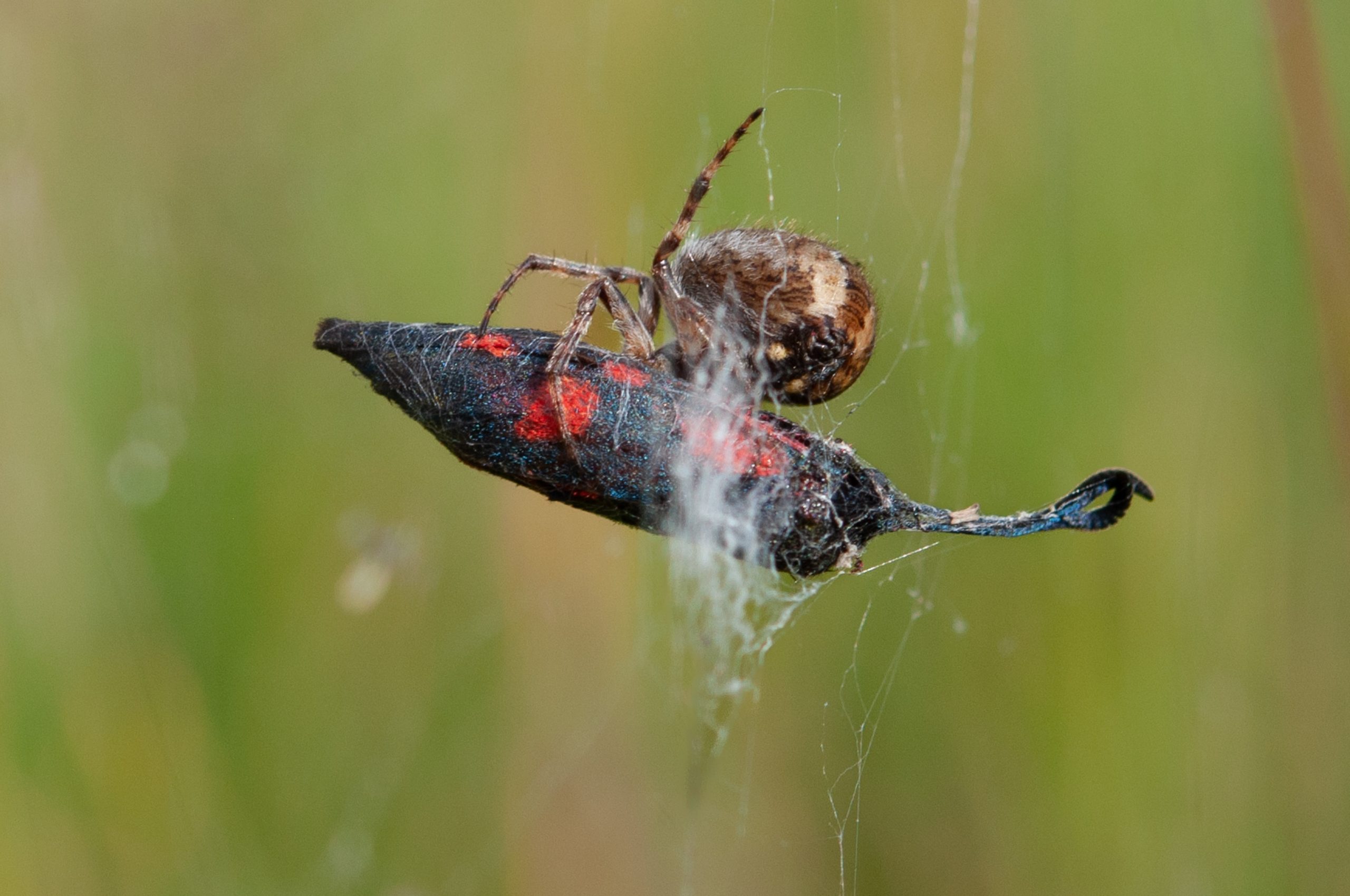 Bastardsvärmare, fångad av spindel