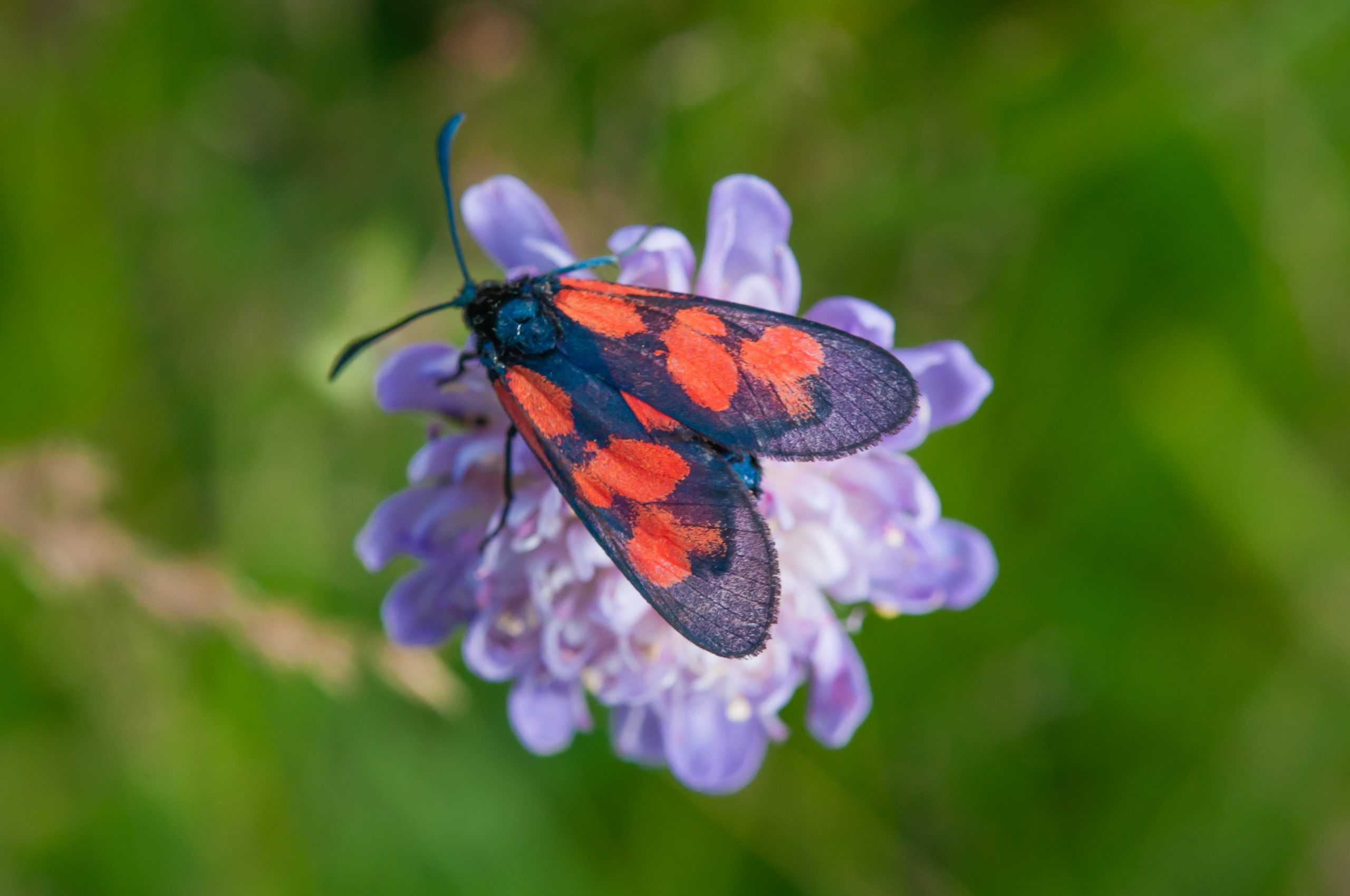 Bastardsvärmare, mindre, på åkervädd