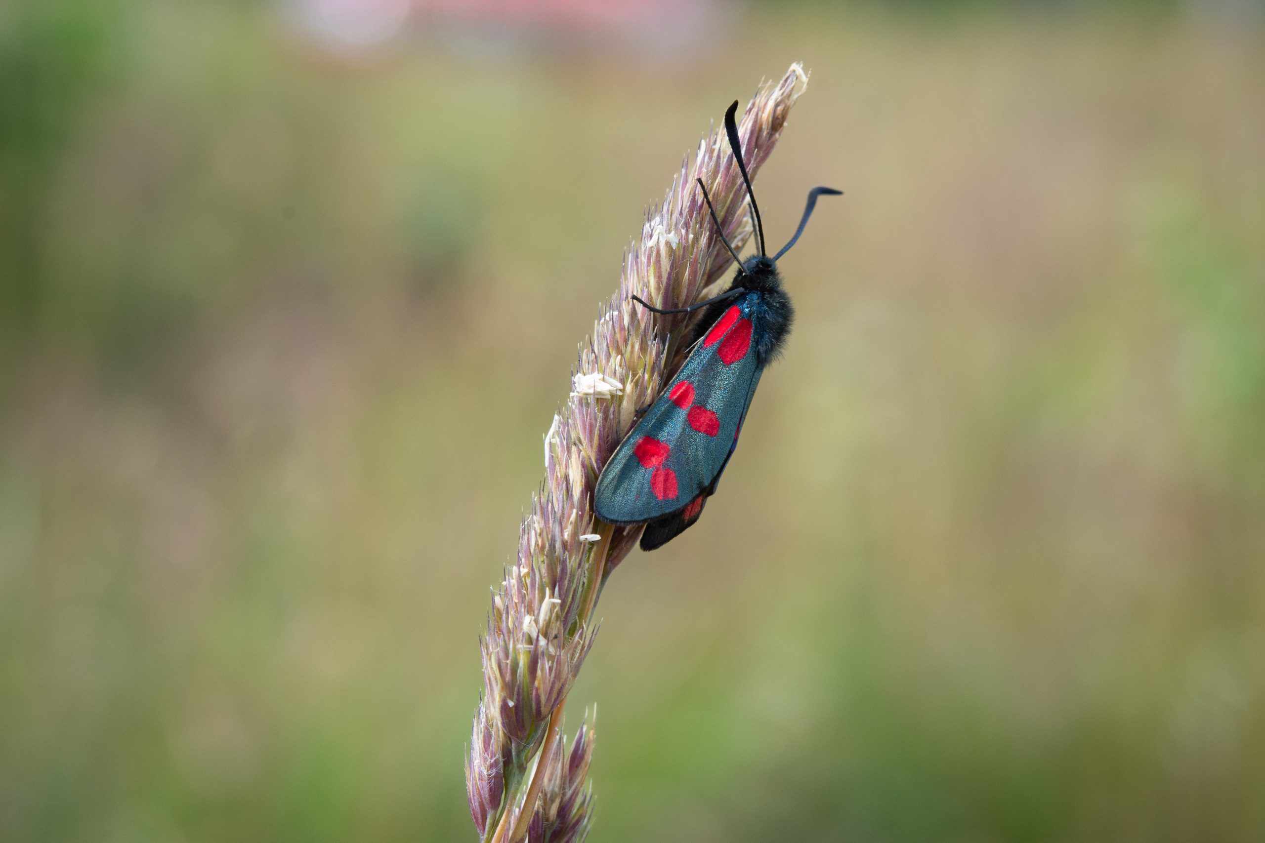 Bastardsvärmare, sexfläckig på gräs