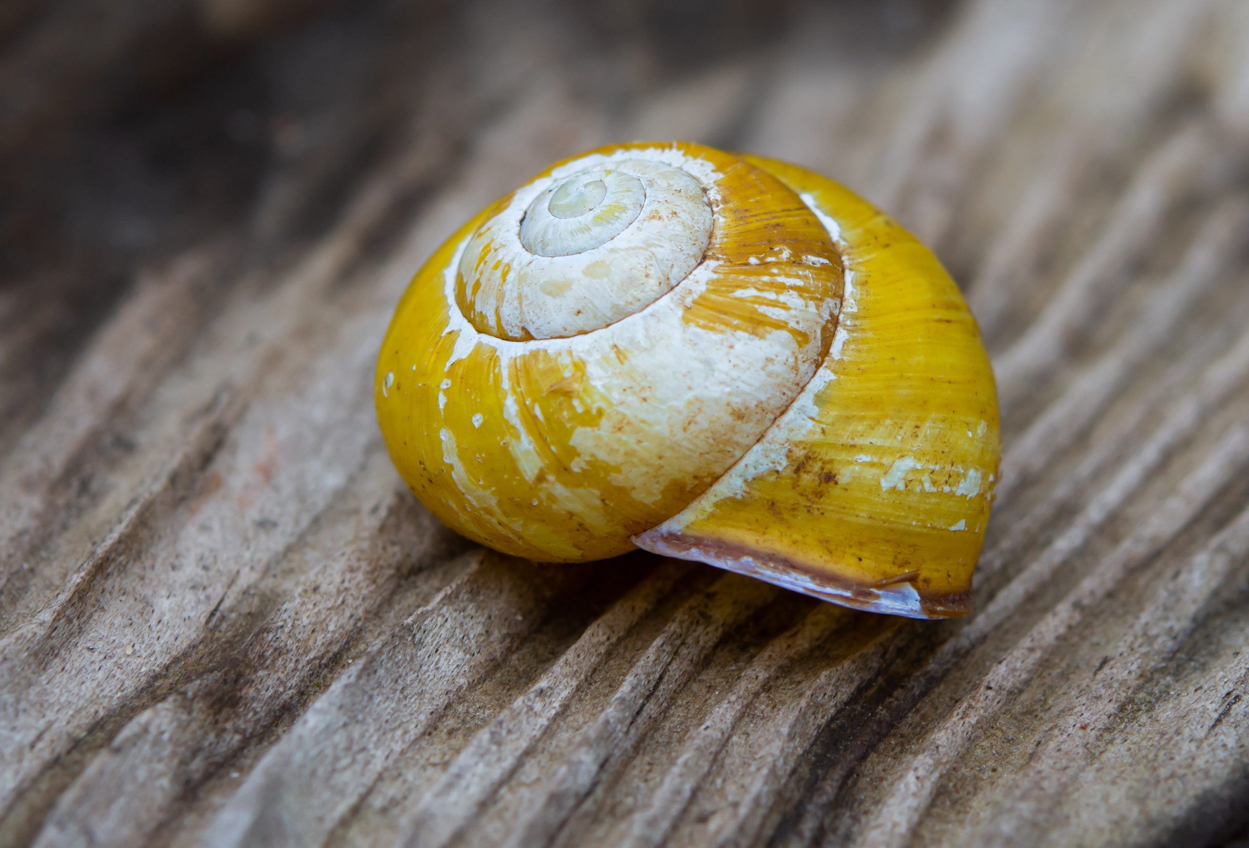 Trädgårdssnäcka, snäckskal