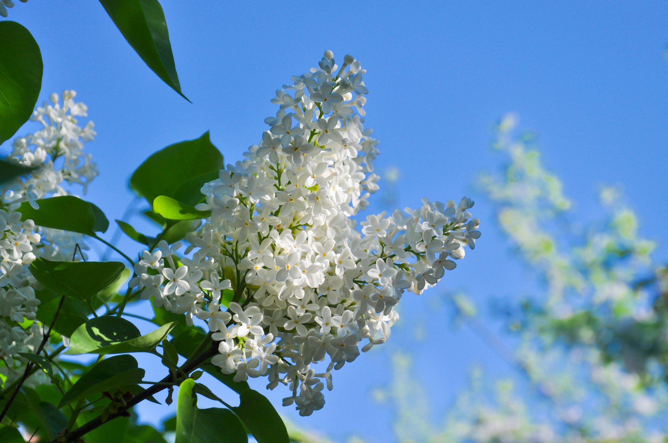 Syrén, vit blommor mot blå himmel