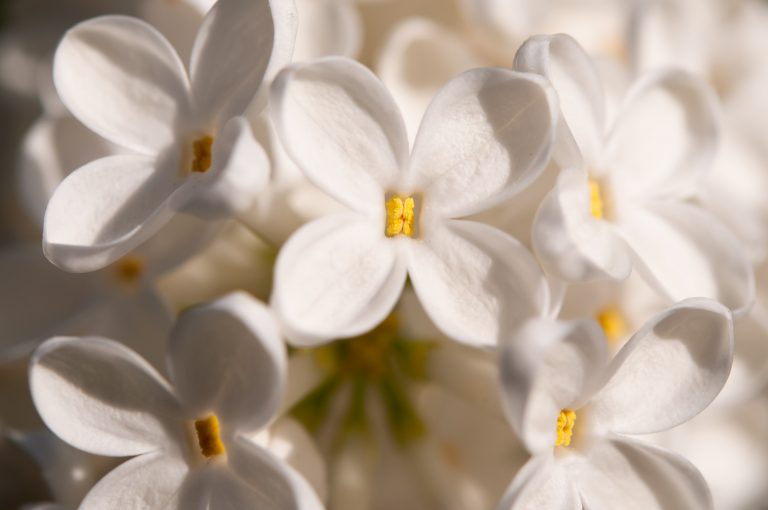 Syrén, vit blomma